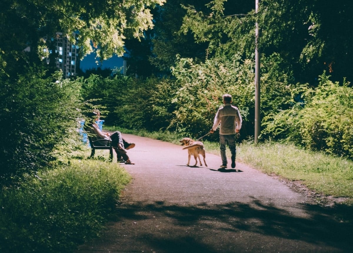 Evening dog walk