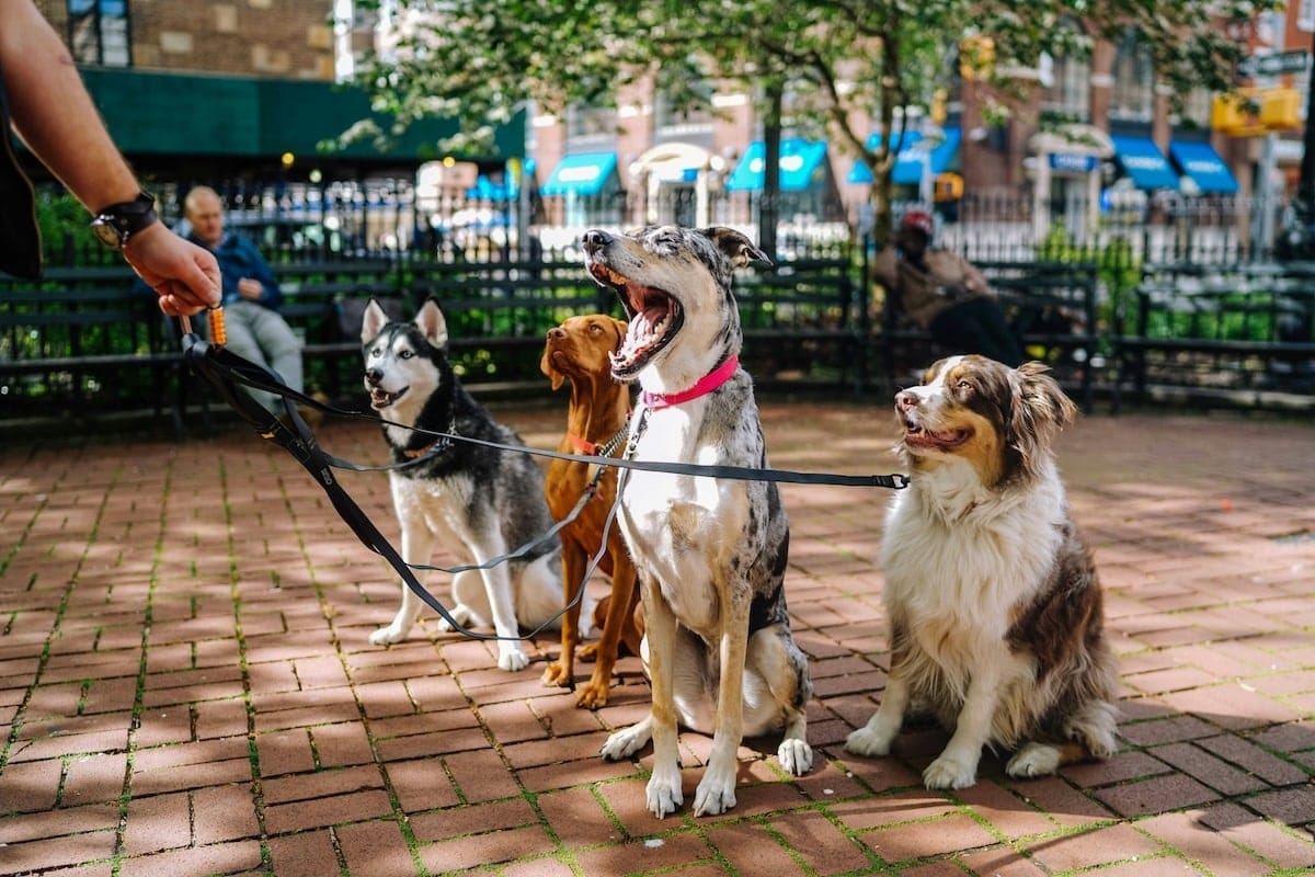 Group dog walking service in Peterborough