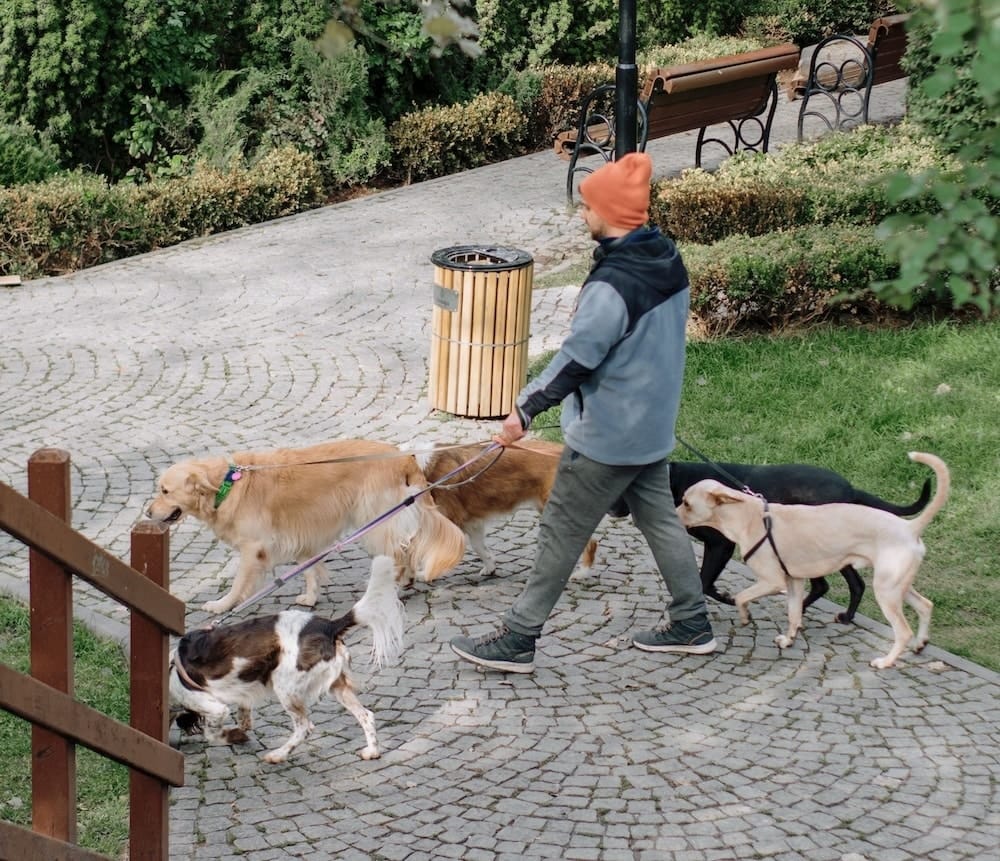 group dog walk in Lincoln